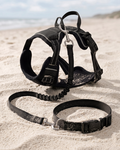 WagVenture Adventure Bundle in black — harness and hands-free bungee leash on the beach
